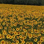 Il Casale Del Ginepro Migliano