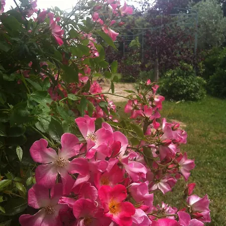 Il Casale Del Ginepro Bed & Breakfast *