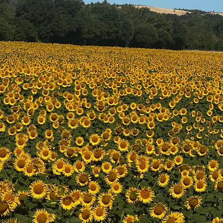 Bed & Breakfast Il Casale Del Ginepro Migliano