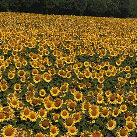 Il Casale Del Ginepro Migliano