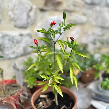 Bed & Breakfast Il Casale Del Ginepro