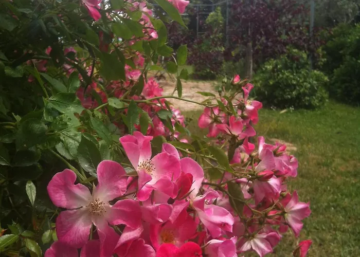 Il Casale Del Ginepro Alojamento de Acomodação e Pequeno-almoço 4*