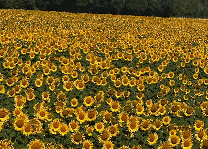 Alojamento de Acomodação e Pequeno-almoço Il Casale Del Ginepro Migliano