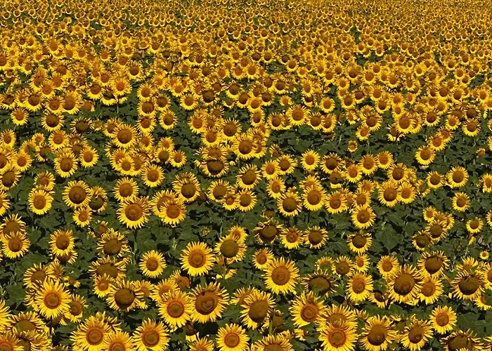 Il Casale Del Ginepro Migliano