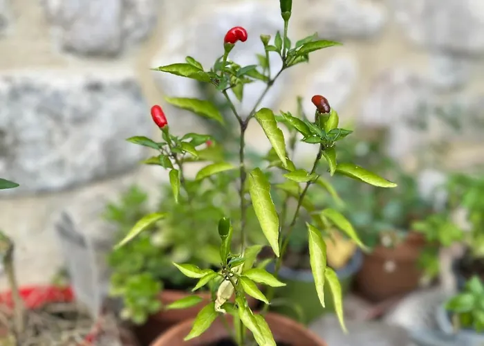 Alojamento de Acomodação e Pequeno-almoço Il Casale Del Ginepro